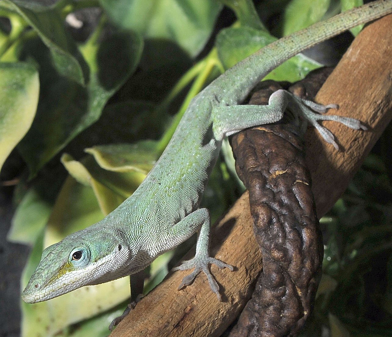 Green Anole lizard